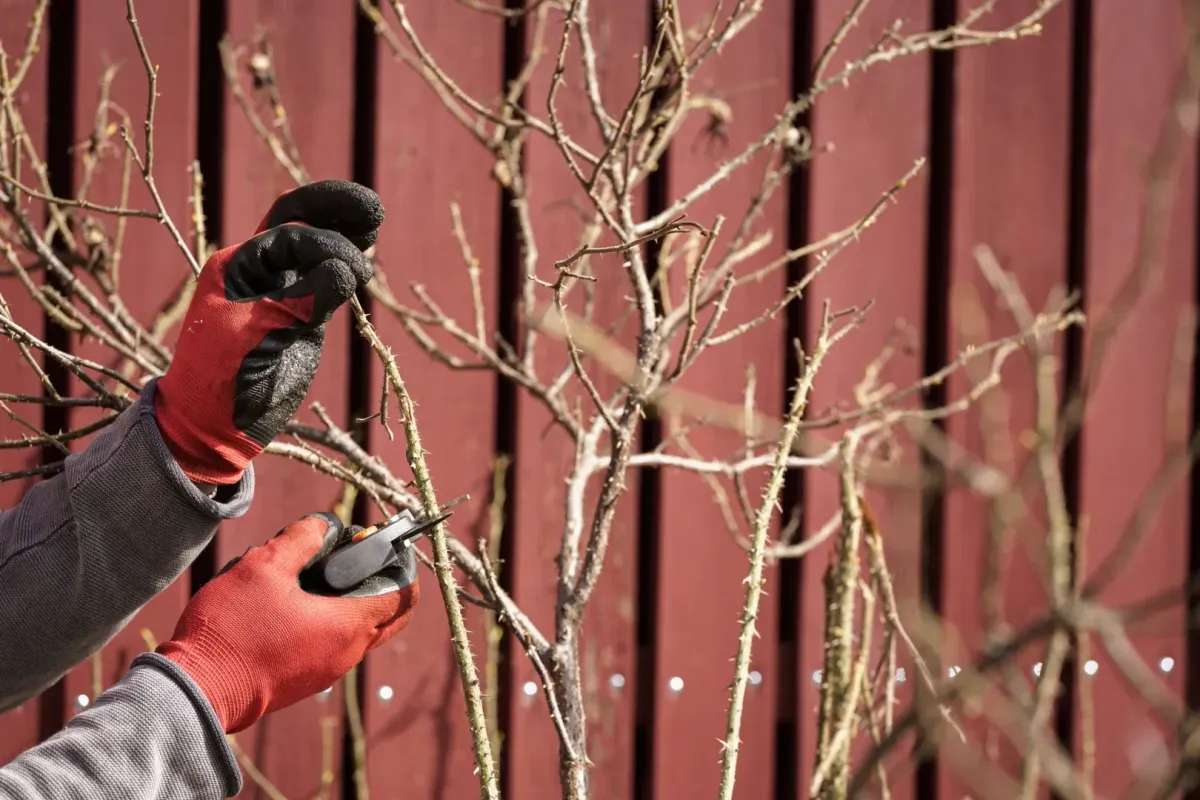 Tree Pruning 