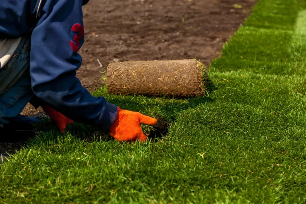 putting grass in yard