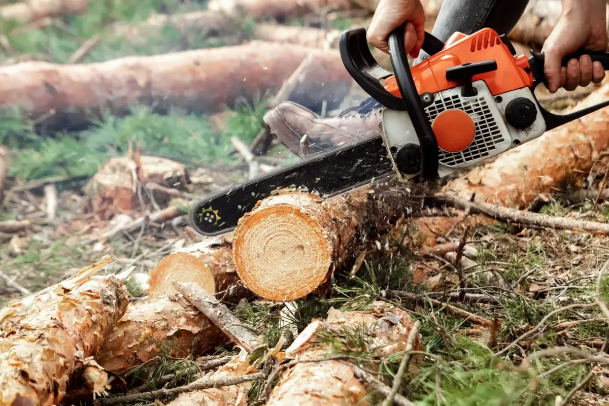 Tree removal