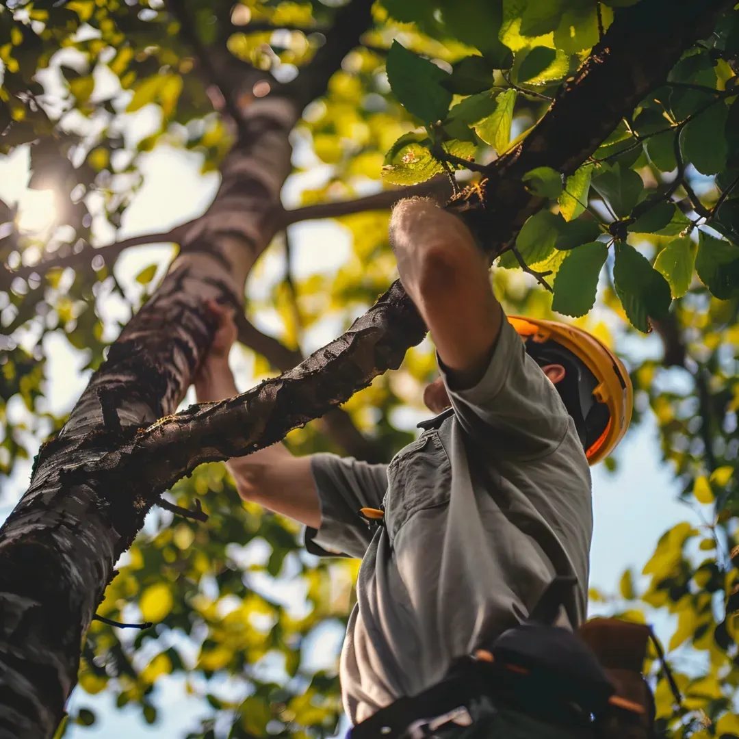 tree trimming
