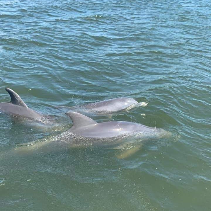 Dolphins leaping out of the water during an eco-friendly boat tour in Cocoa Beach, showcasing wildlife experiences offered by Wildside Eco Tours.