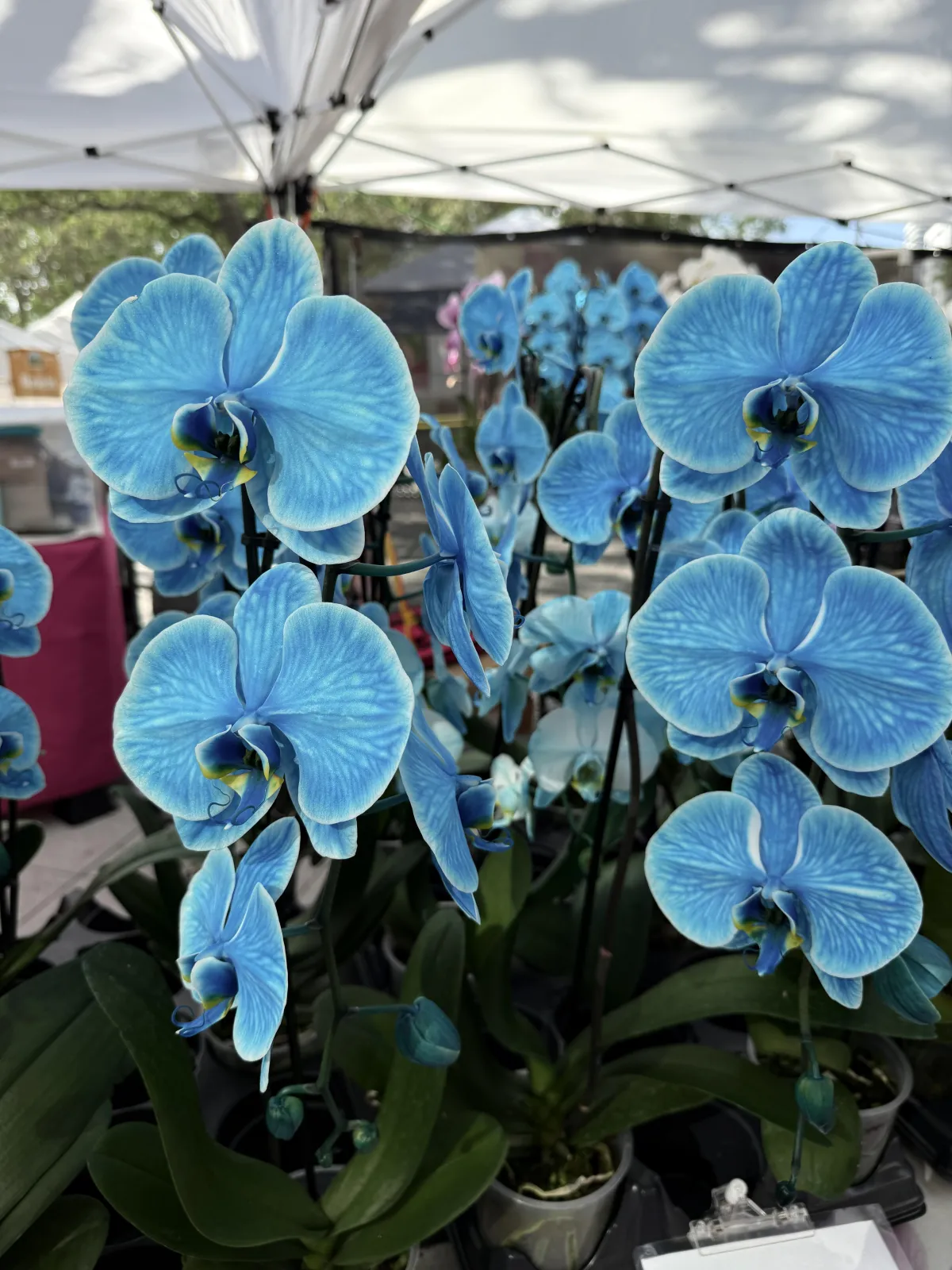 blue orchids