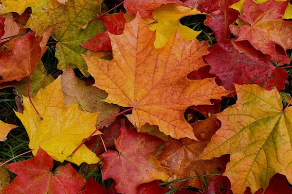Martha's Vineyard Fall: Flavors & Finds at Vineyard Grocer