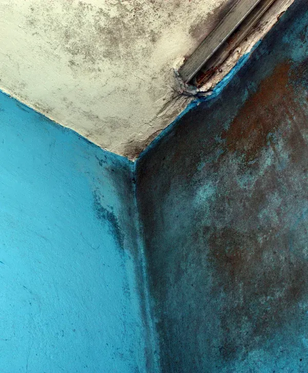 A close-up view of a damaged ceiling corner with blue and dark brown mold on the blue-painted walls and ceiling.