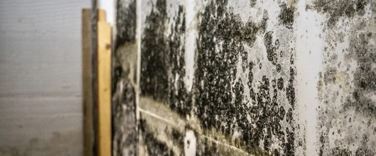 Close-up of extensive black and greenish mold growth covering a textured white wall, with a wooden frame to the left.