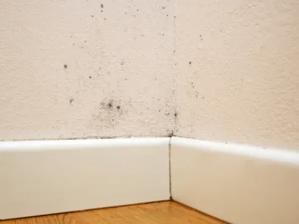Black mold spots growing on a cream-colored wall and in the corner above white baseboards.