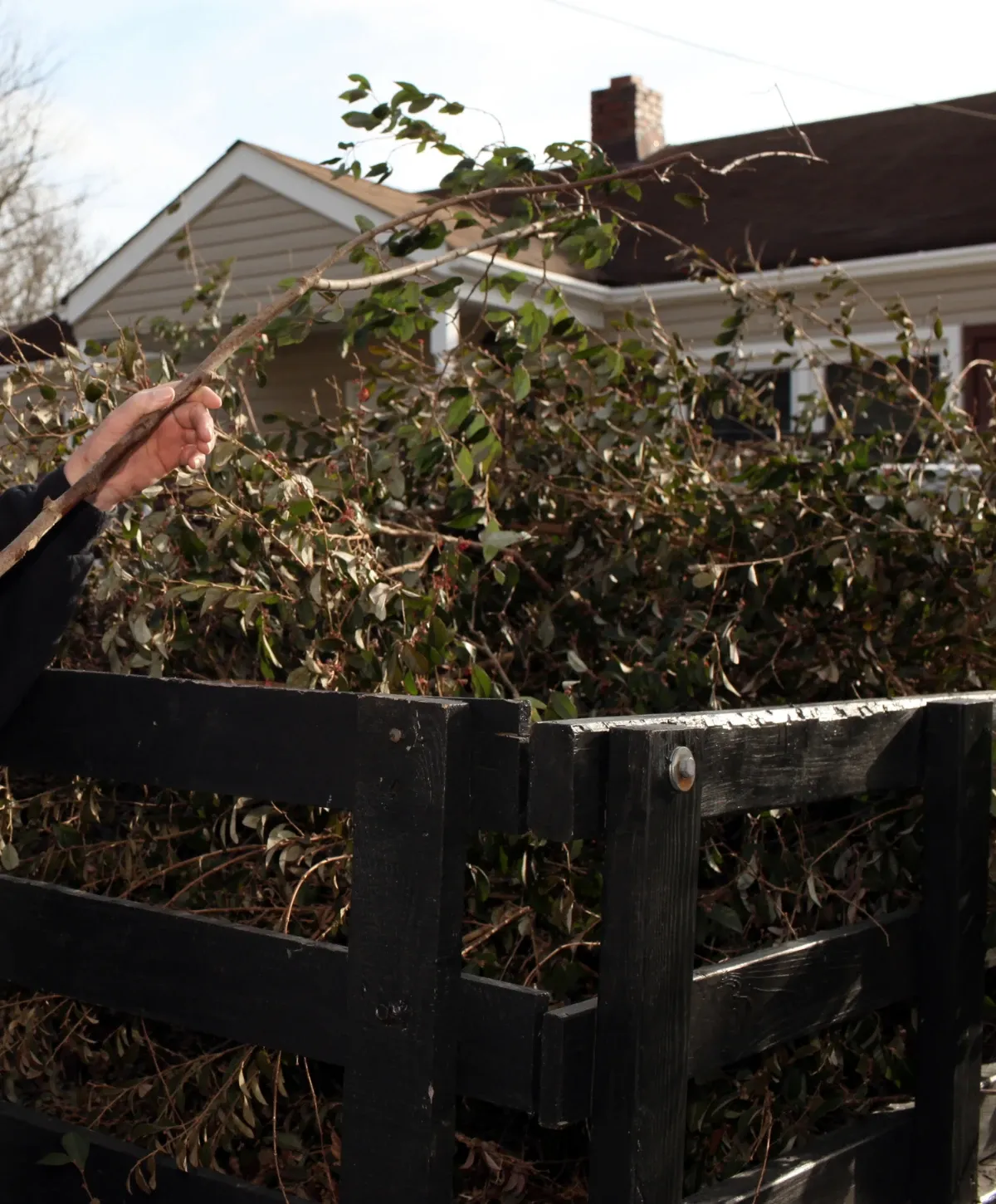 A hand holds a leafy branch above a black wooden fence filled with trimmed foliage, with a house in the background.