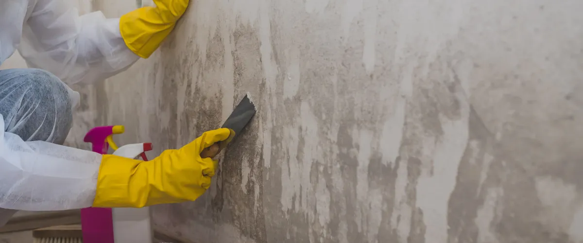 A person in yellow gloves and a white protective suit scrapes mold off a dirty wall with a tool.