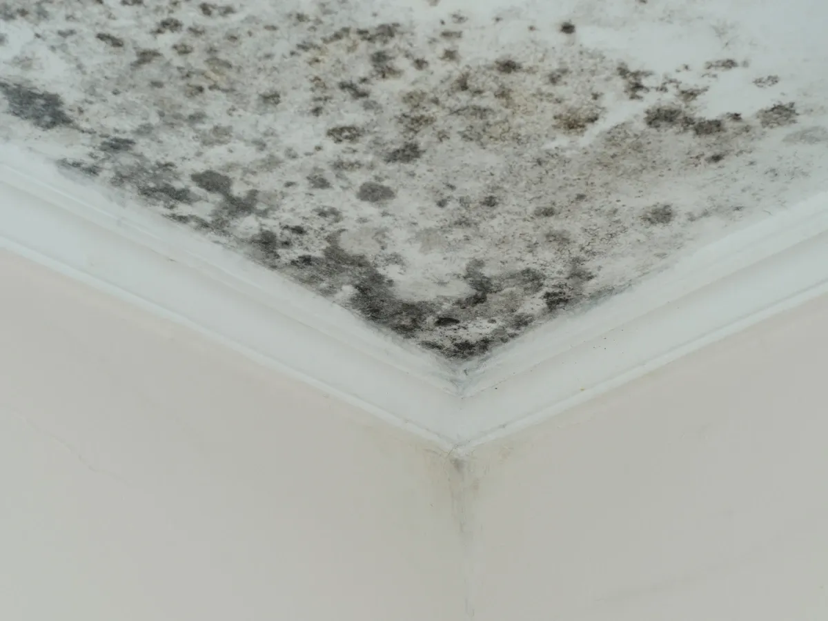 Severe black mold and moisture damage covering a white ceiling and extending down a light-colored wall corner.