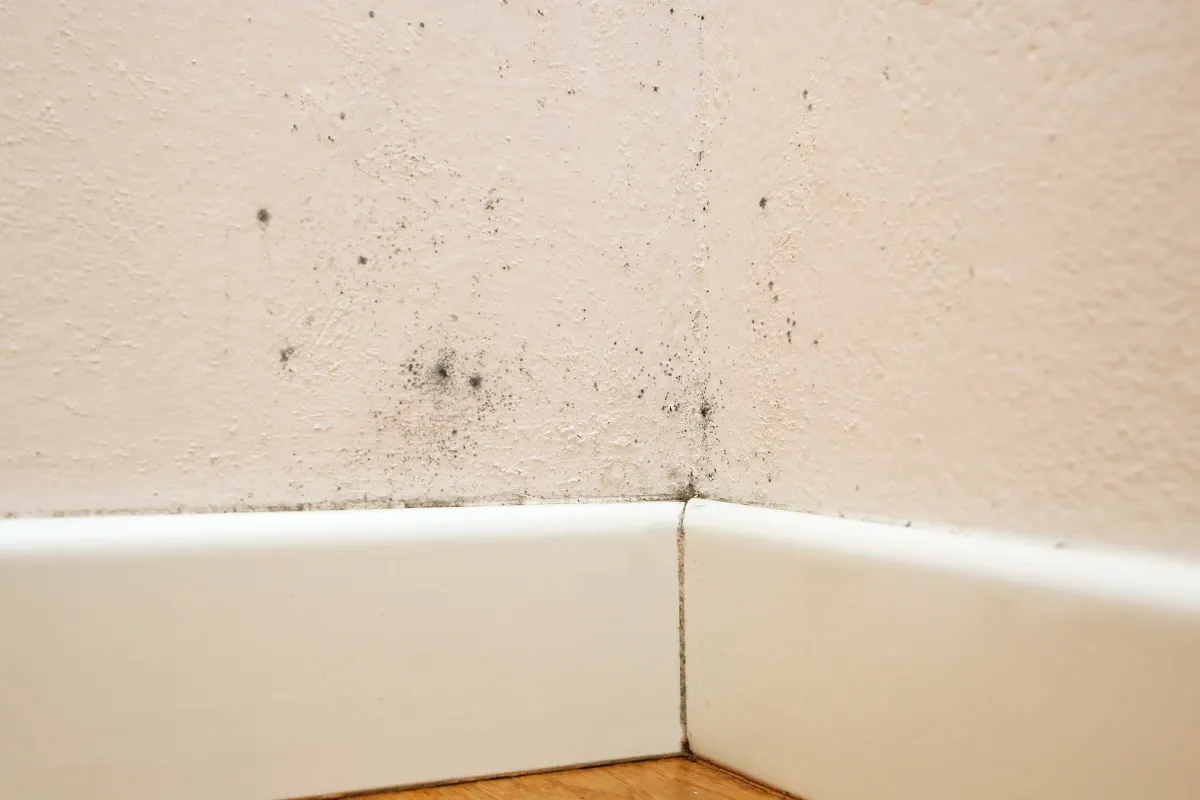 Mold in Basements and Crawl Spaces: What Utah Homeowners Should Know