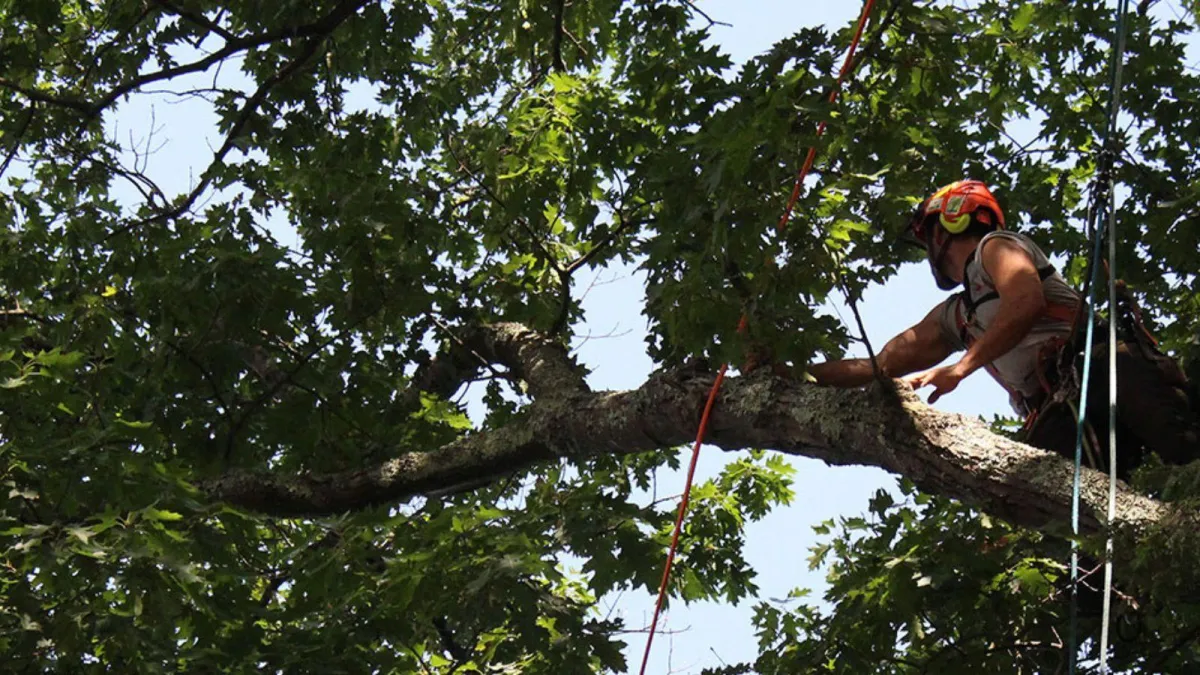 Tree Removal Valdosta Ga, Tree Service Valdosta Ga