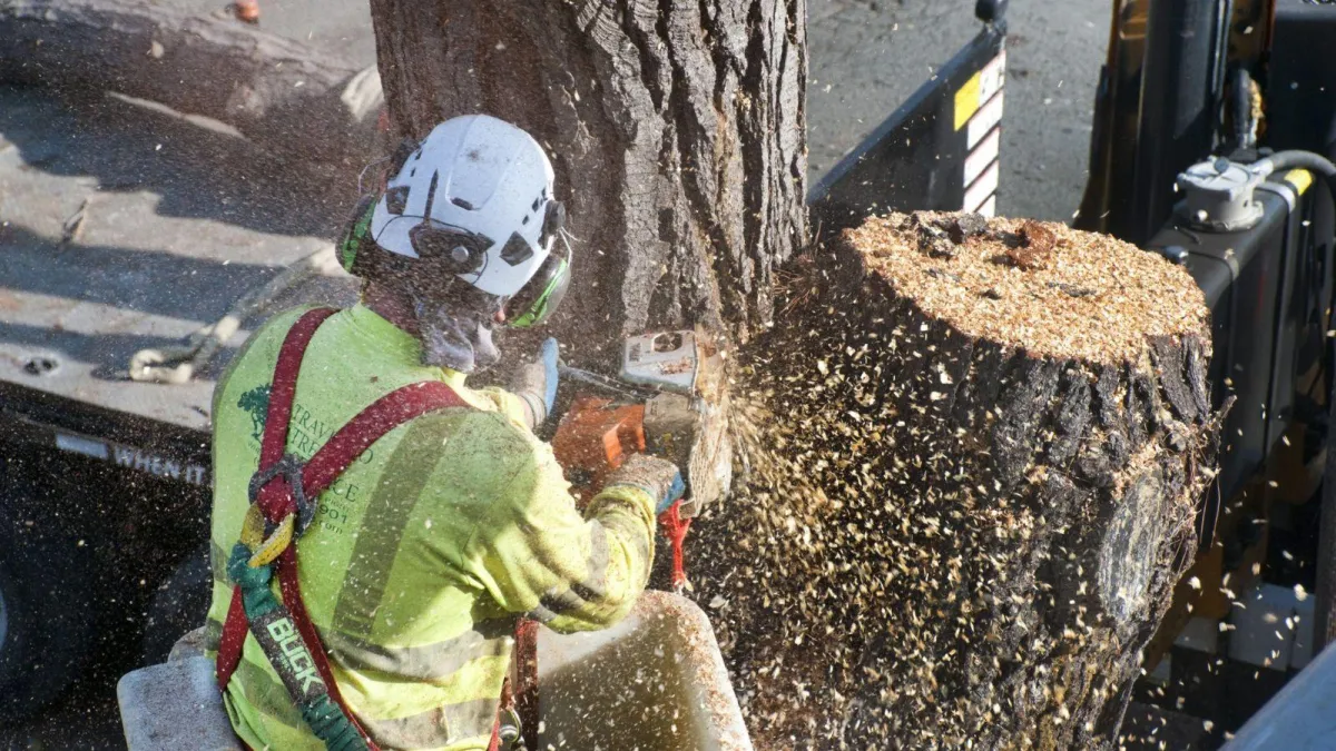 a high skilled tree service employee removing a tree