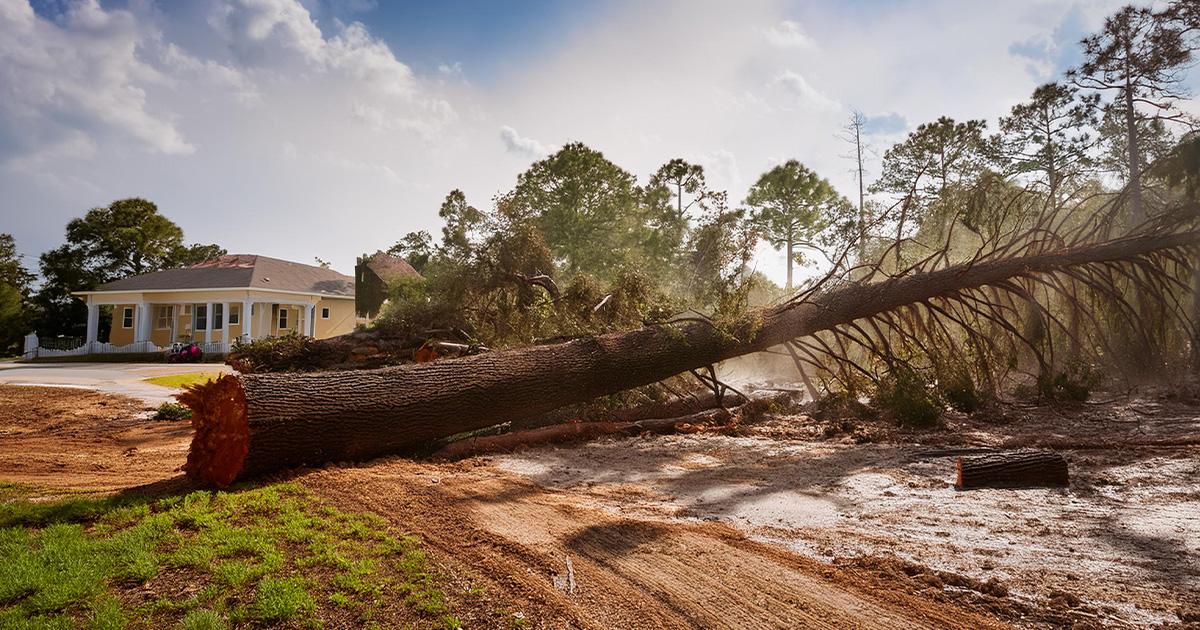 Emergency tree removal Valdosta GA