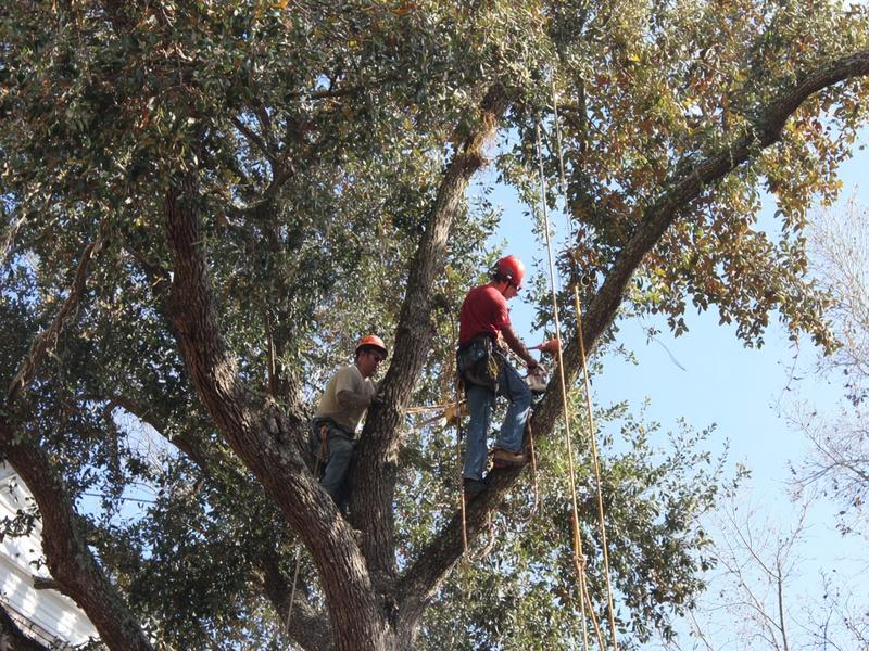 Tree Trimming & Pruning In Valdosta Ga