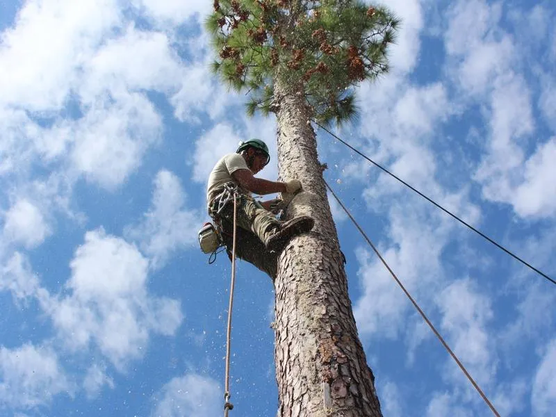 A man performing a tree removal in valdosta