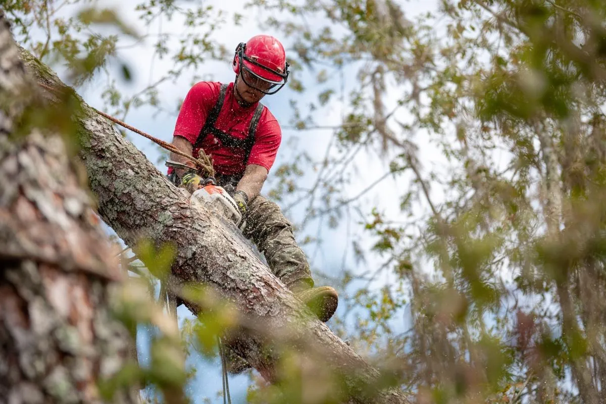 A tree being removed in Valdosta