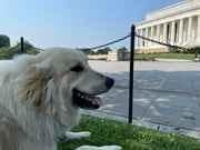 Dogs Welcomed on our Tours