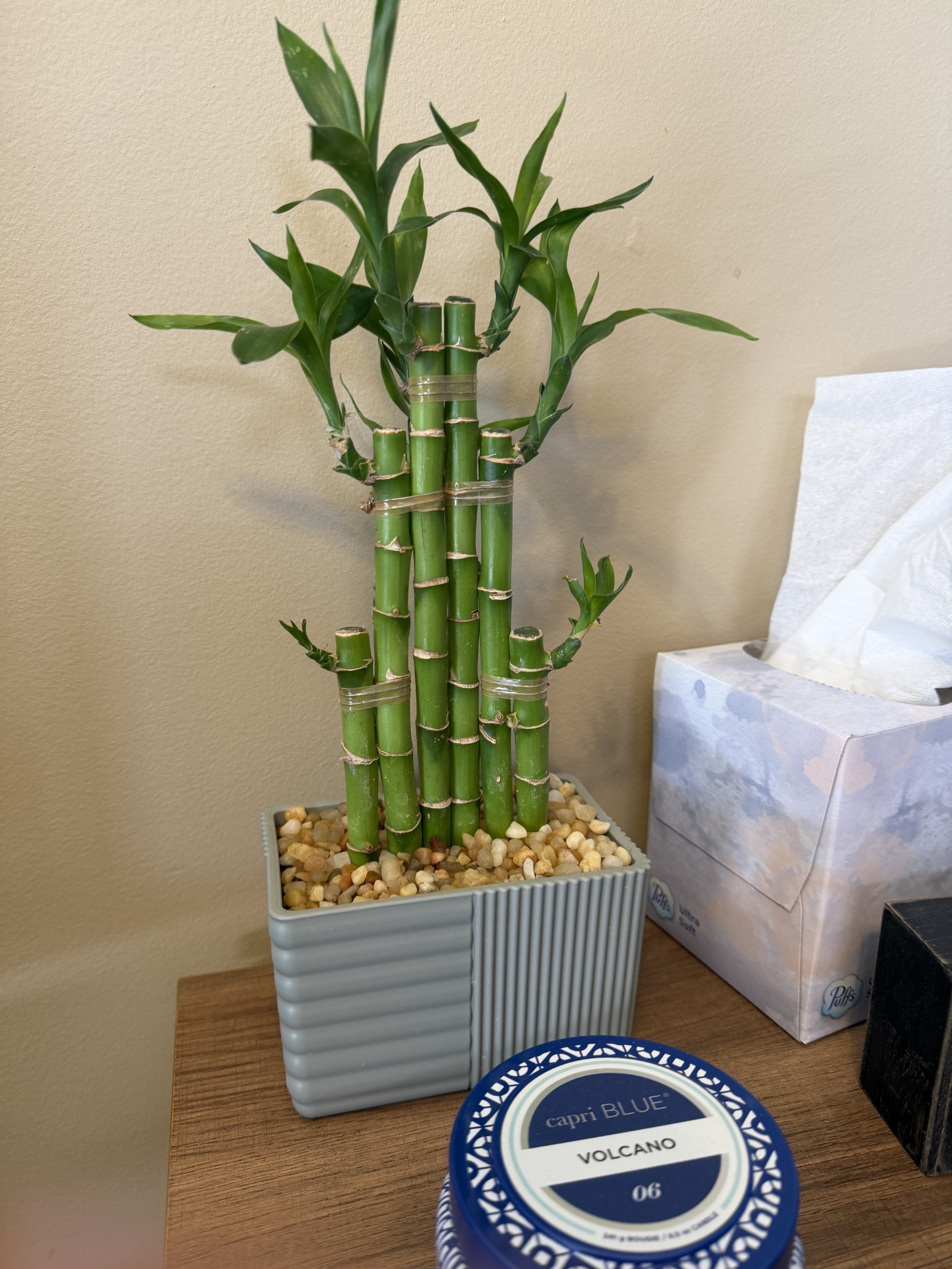 6 Bamboo Stalks in my office.  The meaning: Prosperity and Wealth: Frequently, six stalks are used to bring abundance, financial success, and more happiness.