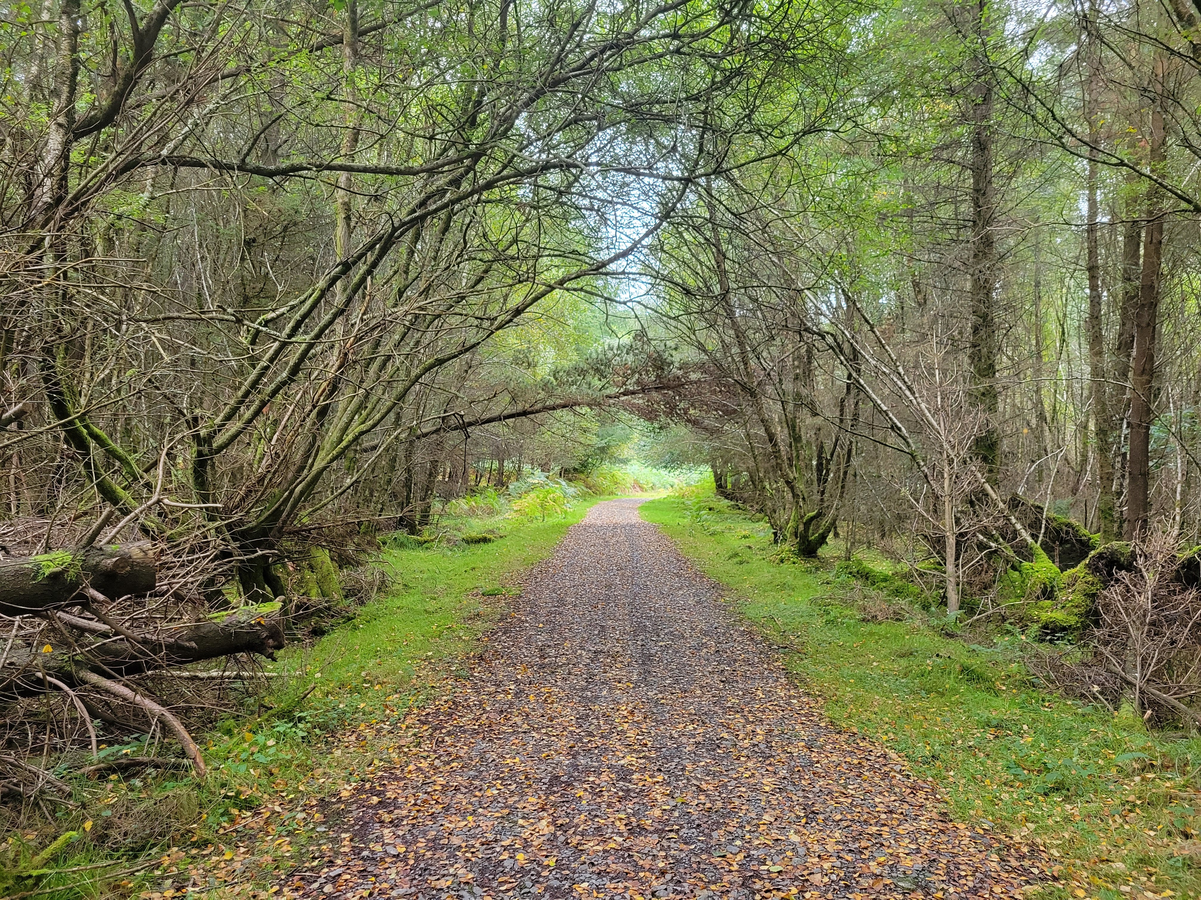 a forest filled with lots of tall trees