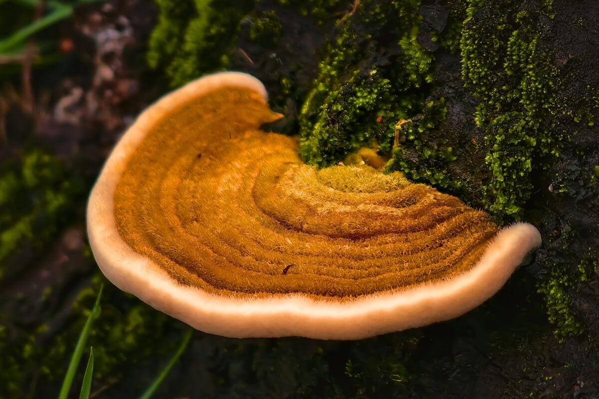 The Benefits of the Ganoderma Mushroom in a Healthy Coffee