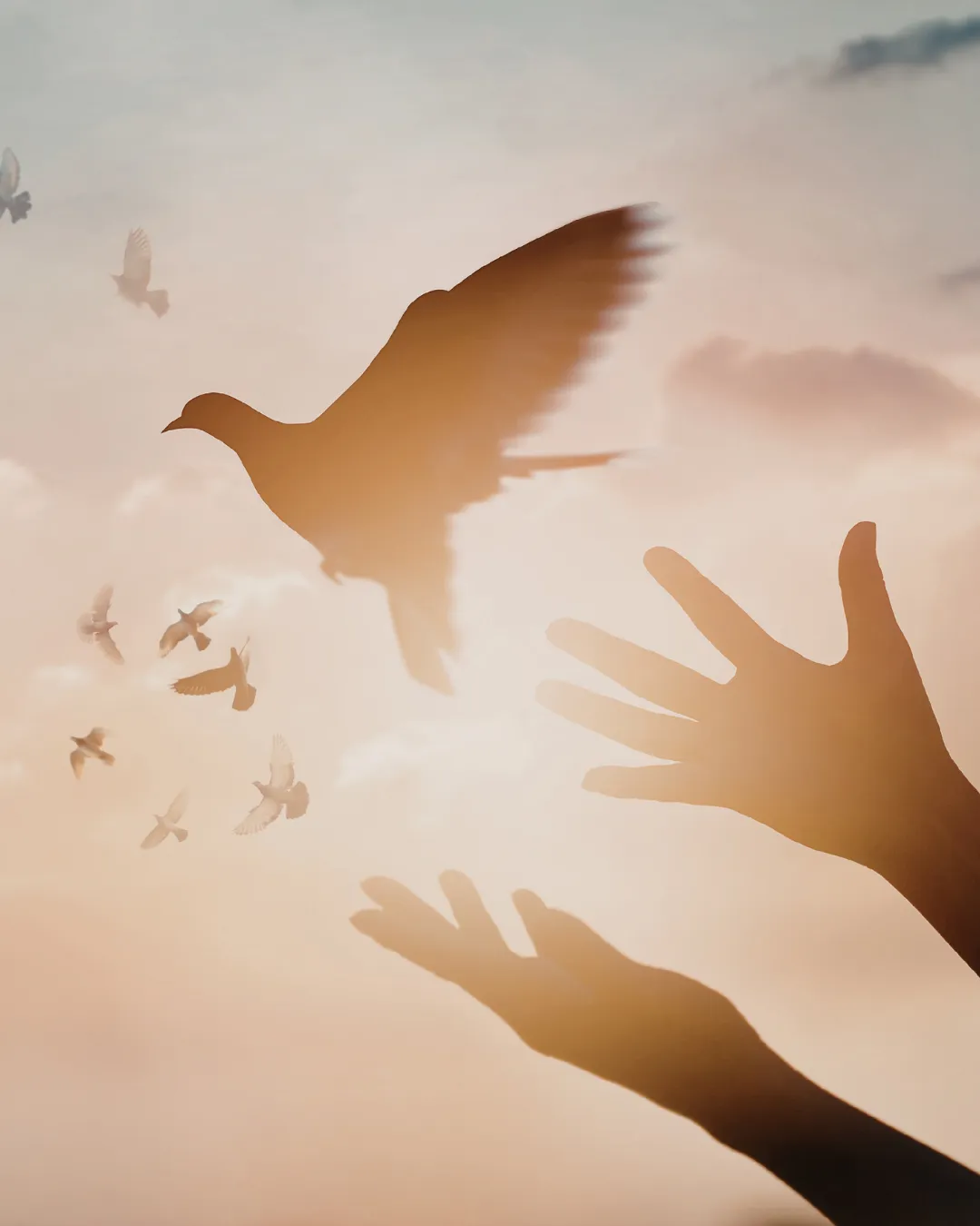 Image of dove being released in celebration of loved ones life