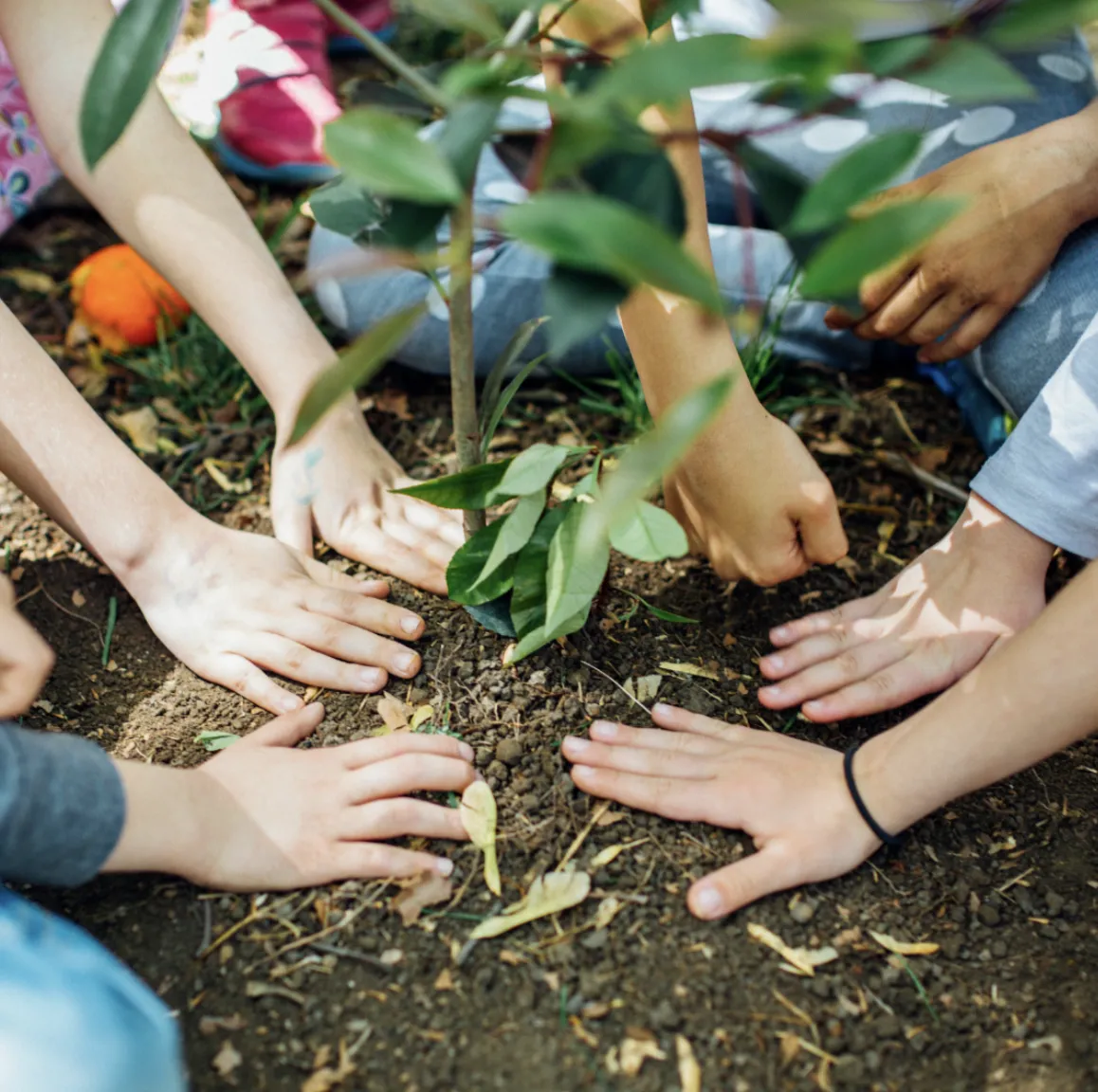 Tree planting ceremony in celebration of a loved ones life