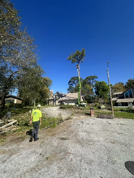 Tree Pruning Services
