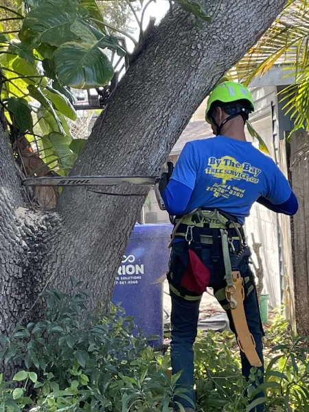 Tree removal