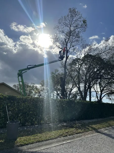 Tree limb being trimmed