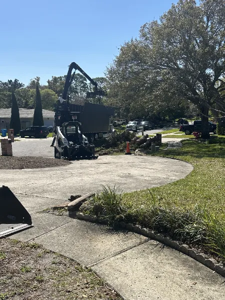 Tree fallen in road