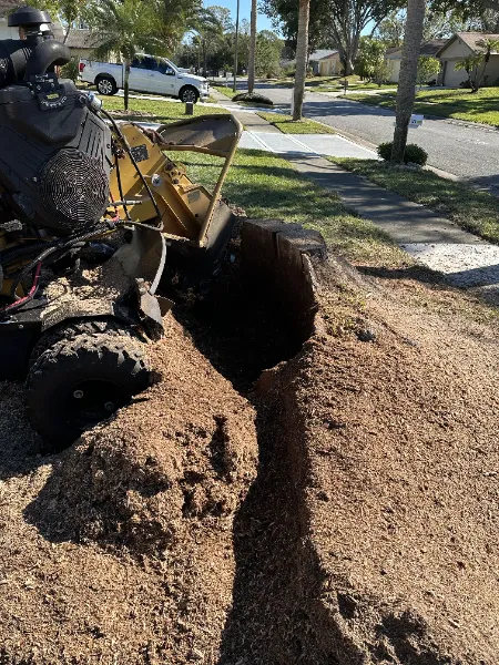 Tree stump