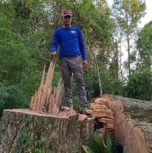 Tree Stump Removal 