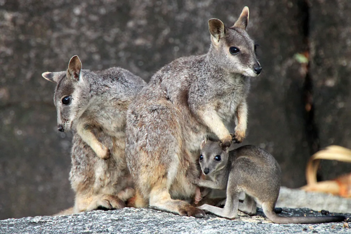 Visitor feeding a rock wallaby at Granite Gorge