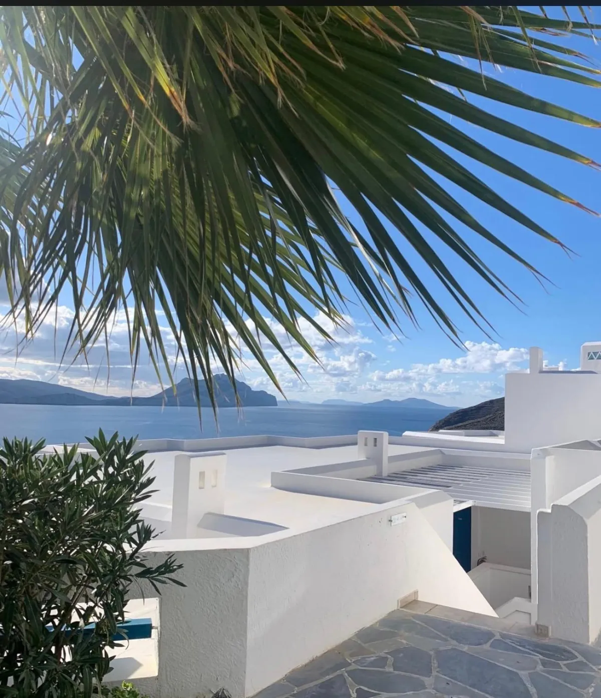 Palm tree view