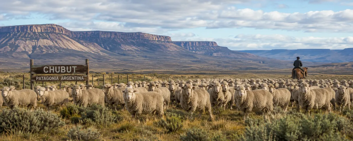 Ganado ovino en Chubut