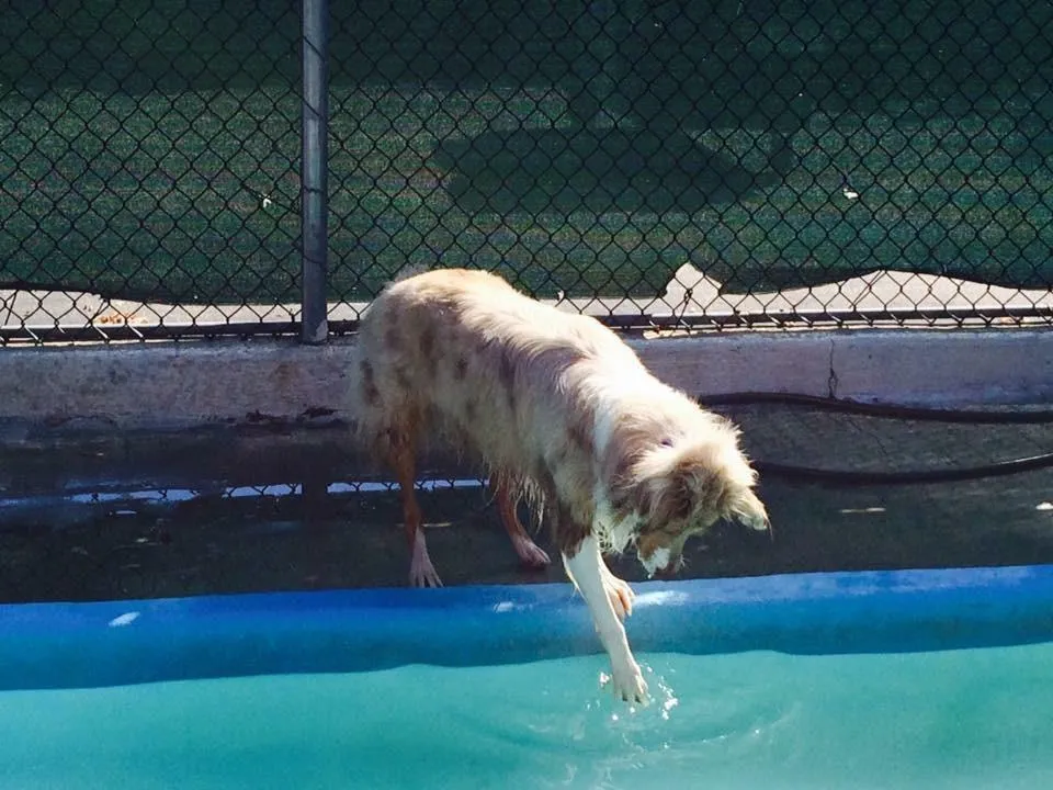 Dog cautiously dipping a paw into a swimming pool