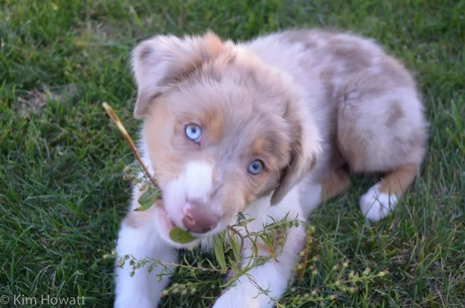 Puppy Jango exploring a stick