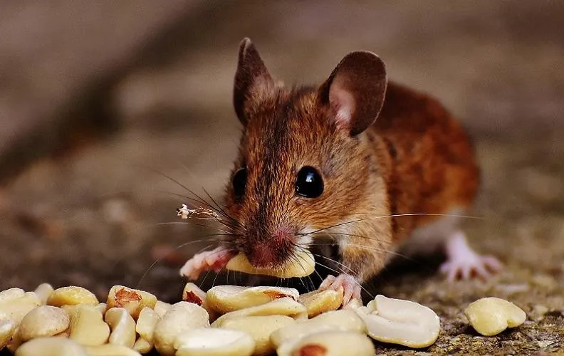 Rodents
