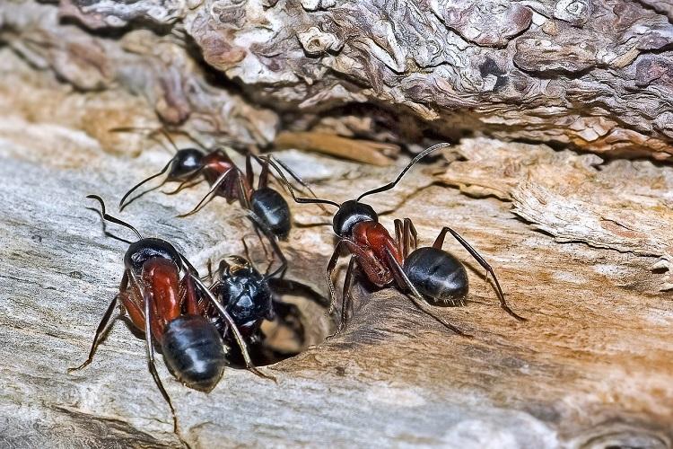 carpenter ants salem oregon