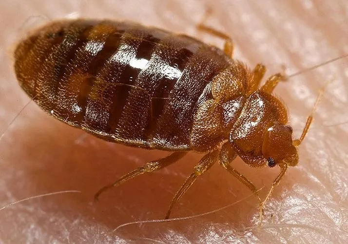 bed bugs salem oregon