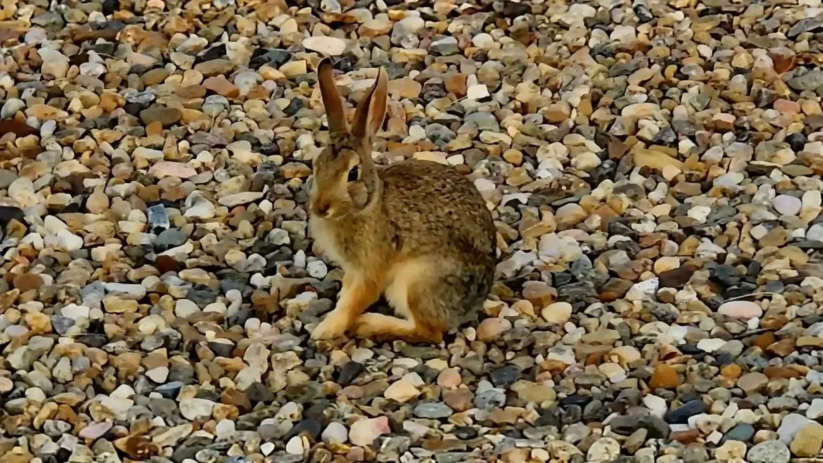 Wild jackrabbit sitting on gravel near campsites at SOBO's Campground in the South Dakota Badlands.