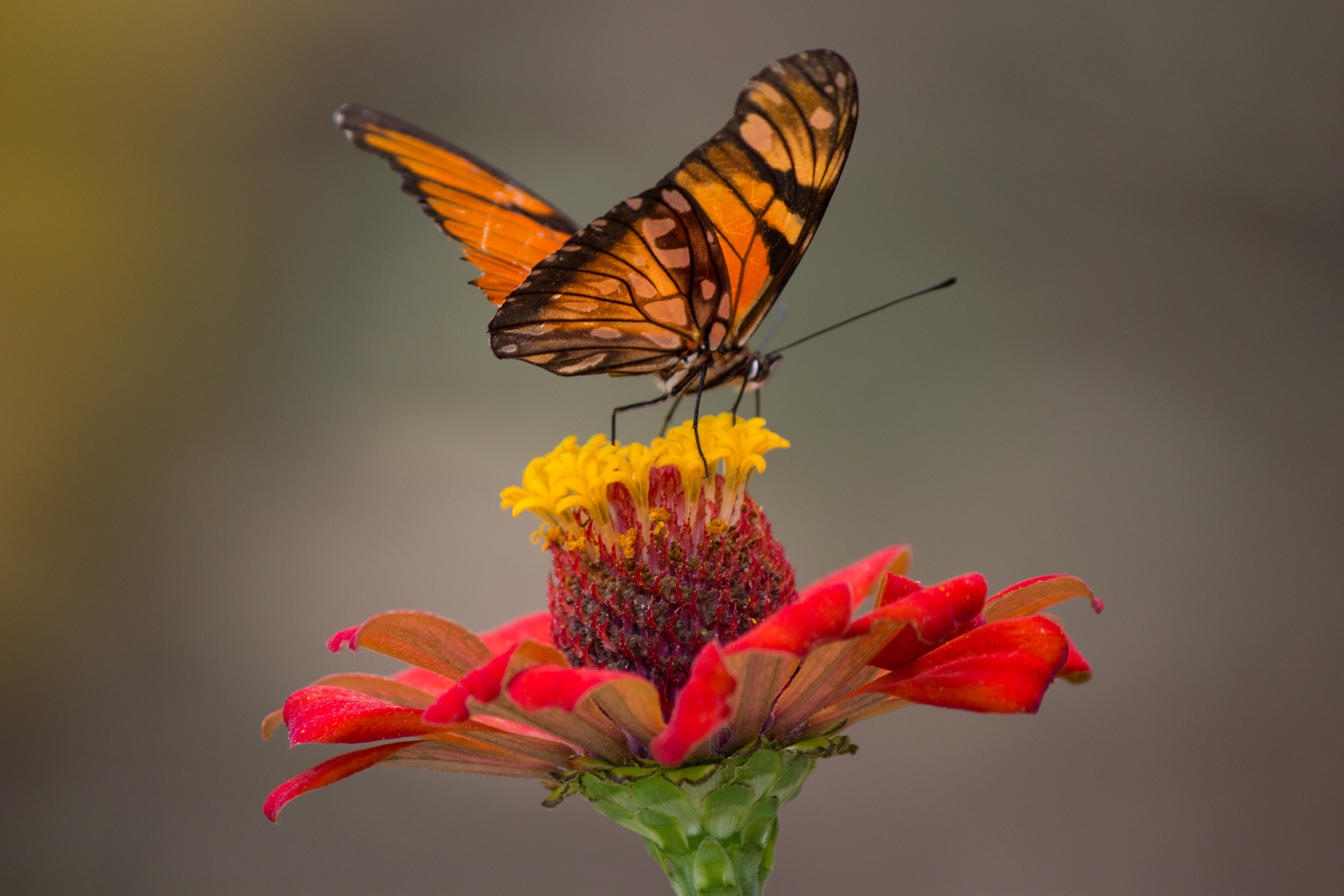 The Best Flowers to Attract Butterflies Bees and Hummingbirds