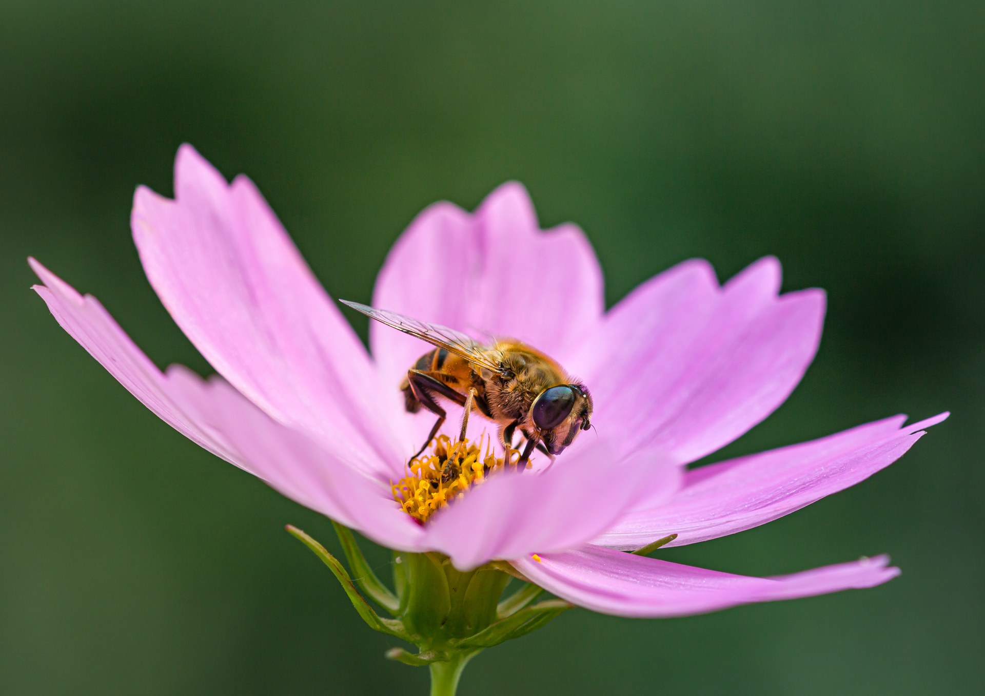Why Pollinators Matter | 10 Simple Ways to Help Bees, Butterflies & Hummingbirds