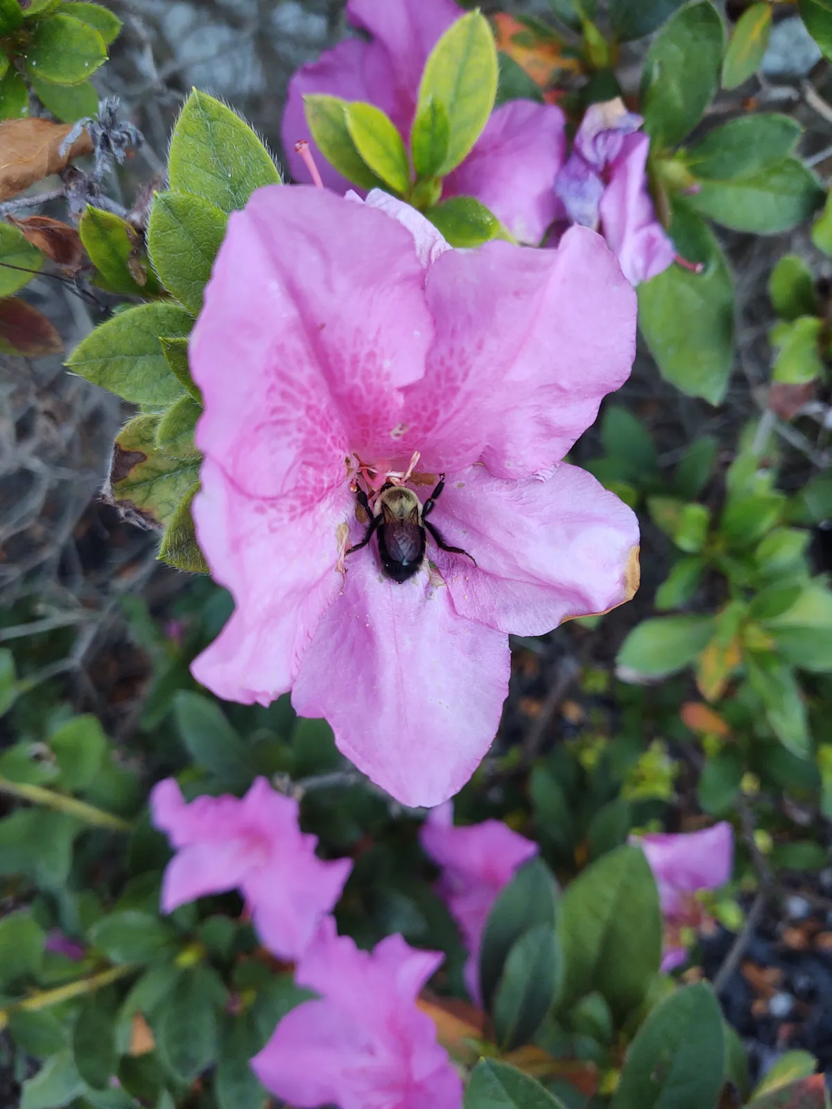 Don’t Clean Up Your Fall Garden Yet!