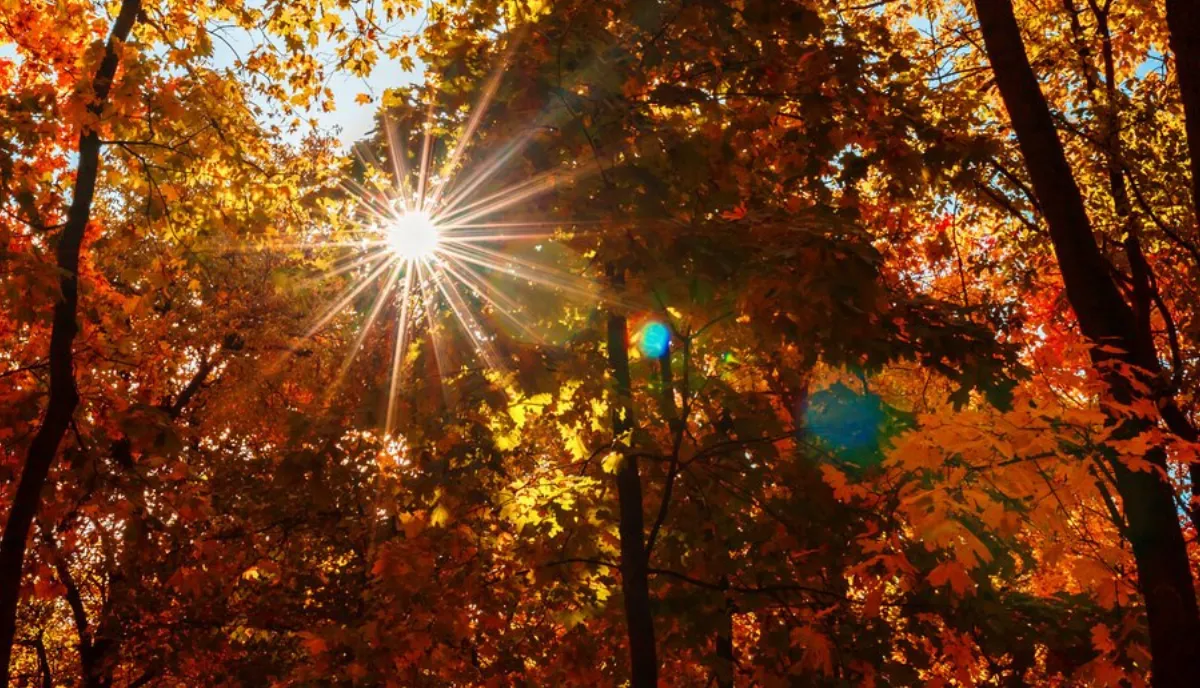 Embracing the Change of Colors