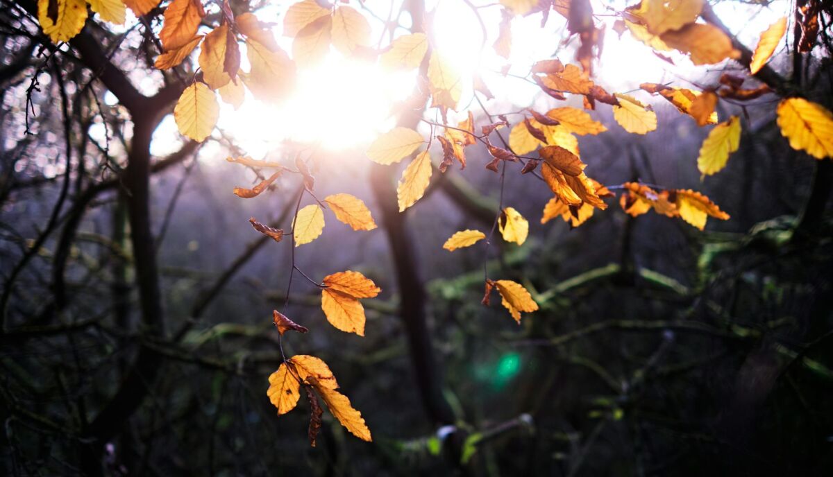 October Renewal: The Art of Letting Go