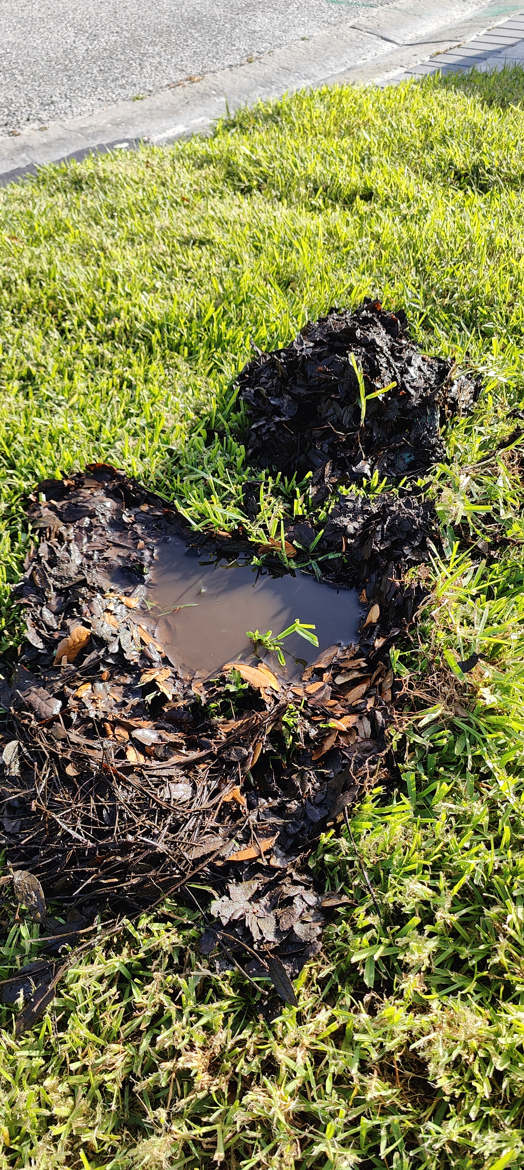 Cannot Find Your Yard Drain? Here Is Why It Vanished