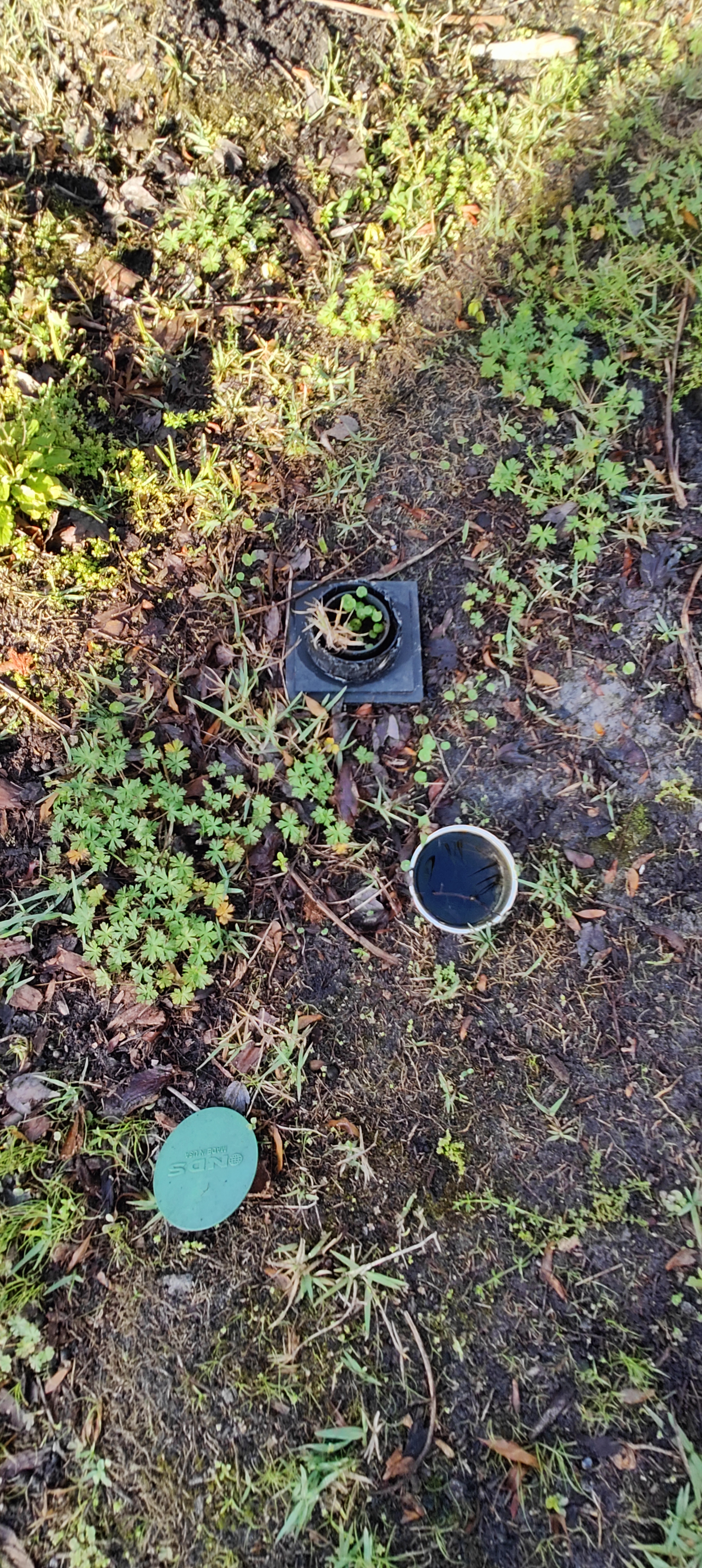 When Your Drainage System Breeds Mosquitoes
