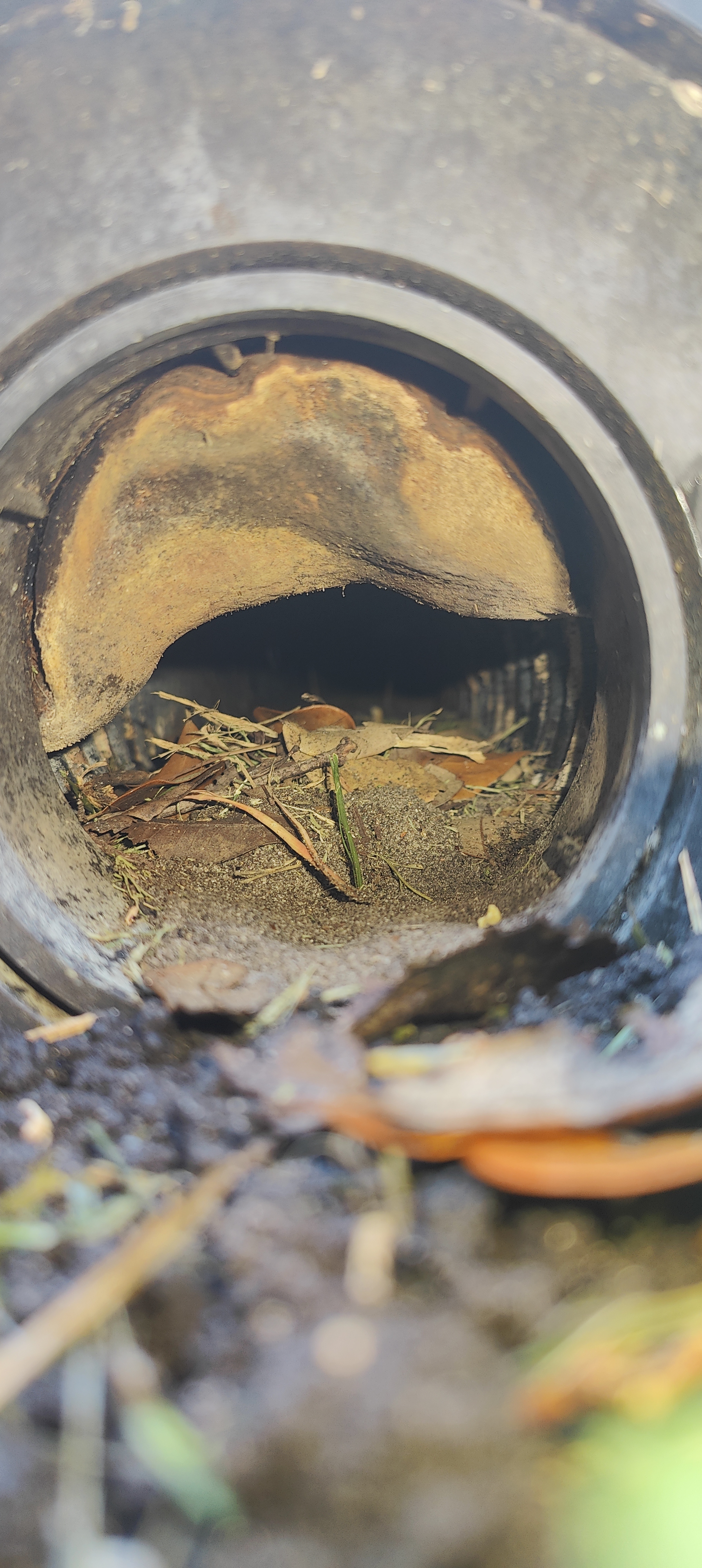 When a Mushroom Grows Out of Your Drainage System
