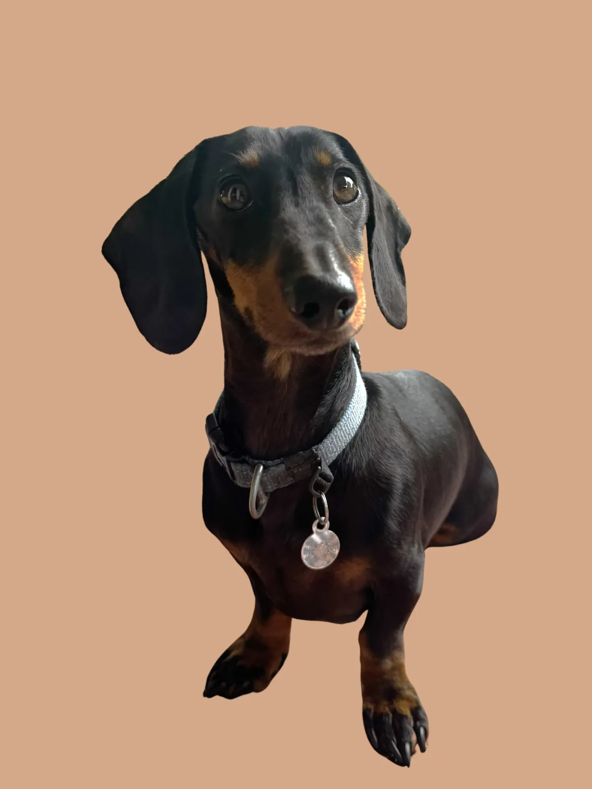 Dachshund site supervisor